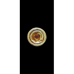Iman Mini Pastel de Nata